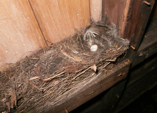 bird's nest